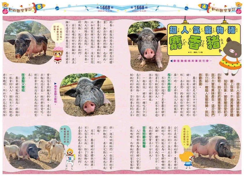 04-05　動物觀察筆記　超人氣寵物豬　麝香豬