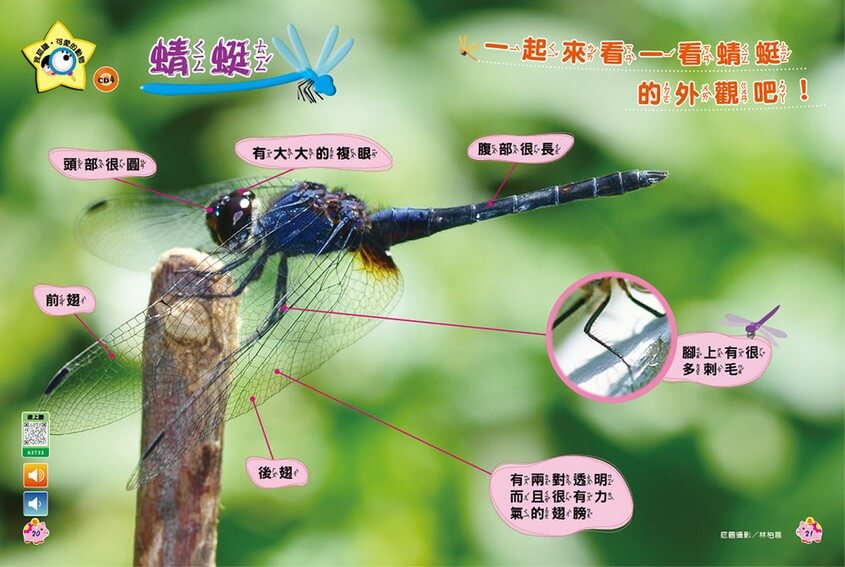 我認識‧可愛的動物-蜻蜓