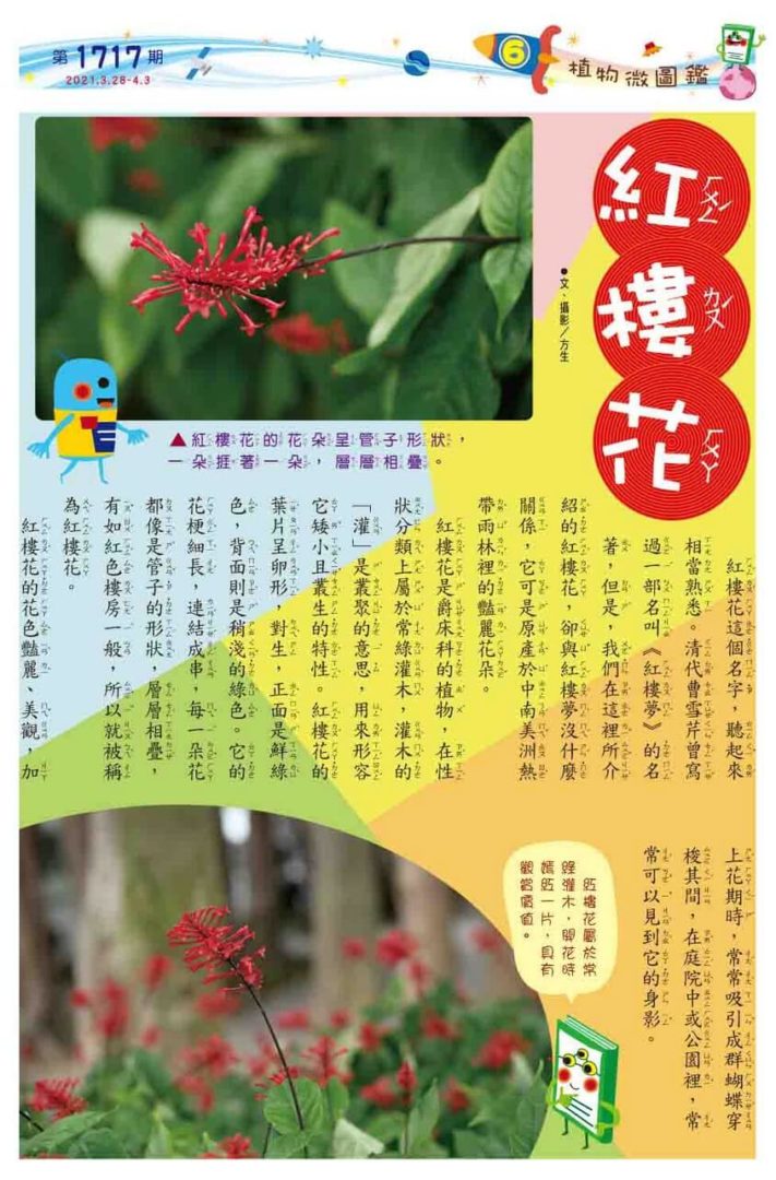 06 植物微圖鑑 紅樓花