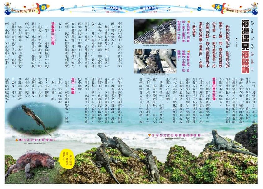 04-05　動物觀察筆記　海邊遇見海鬣蜥