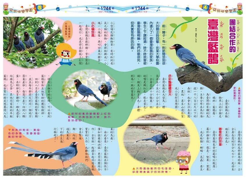 04-05　飛羽快樂學園　團結合作的臺灣藍鵲