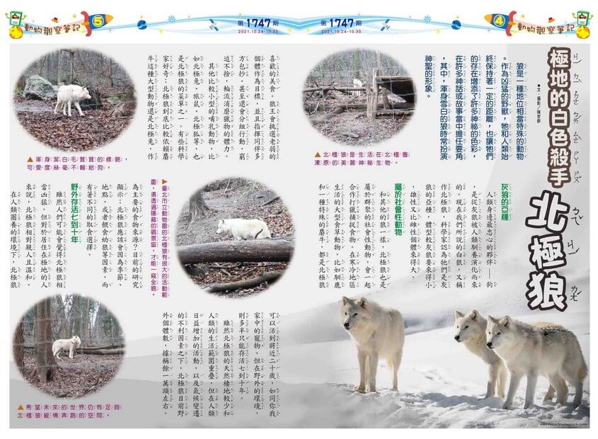 04-05　動物觀察筆記　極地的白色殺手　北極狼