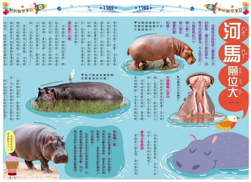 4-5 動物觀察筆記 河馬噸位大