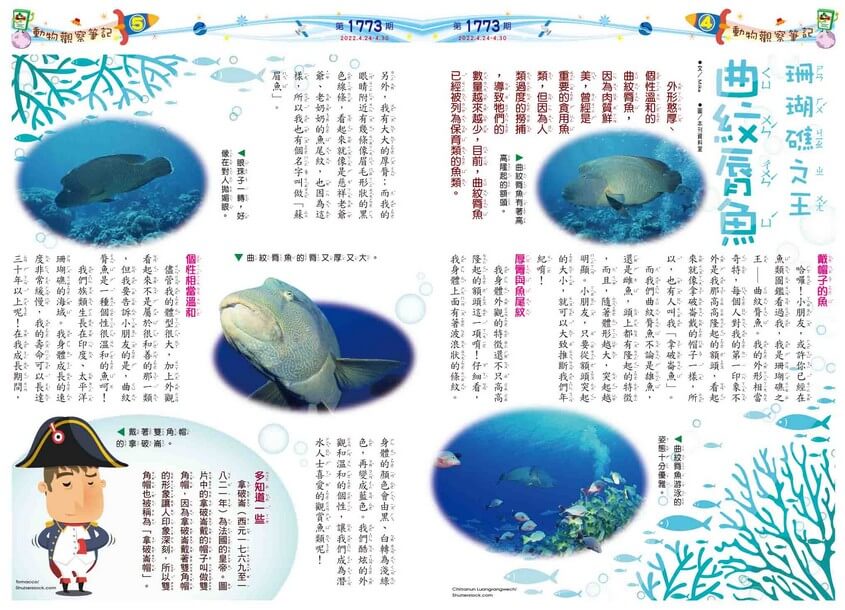 04-05 珊瑚礁之王　曲紋脣魚