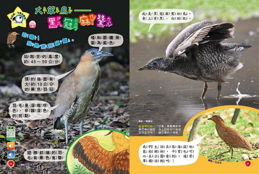我認識‧可愛的動物-大笨鳥─黑冠麻鷺