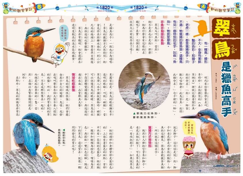 4、5 動物觀察筆記 翠鳥是獵魚高手