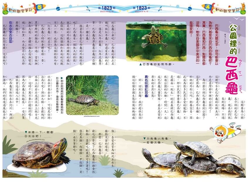 4、5　動物觀察筆記 公園裡的巴西龜