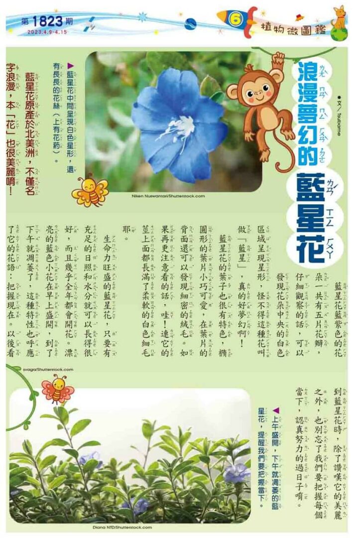 6　植物微圖鑑　浪漫夢幻的藍星花