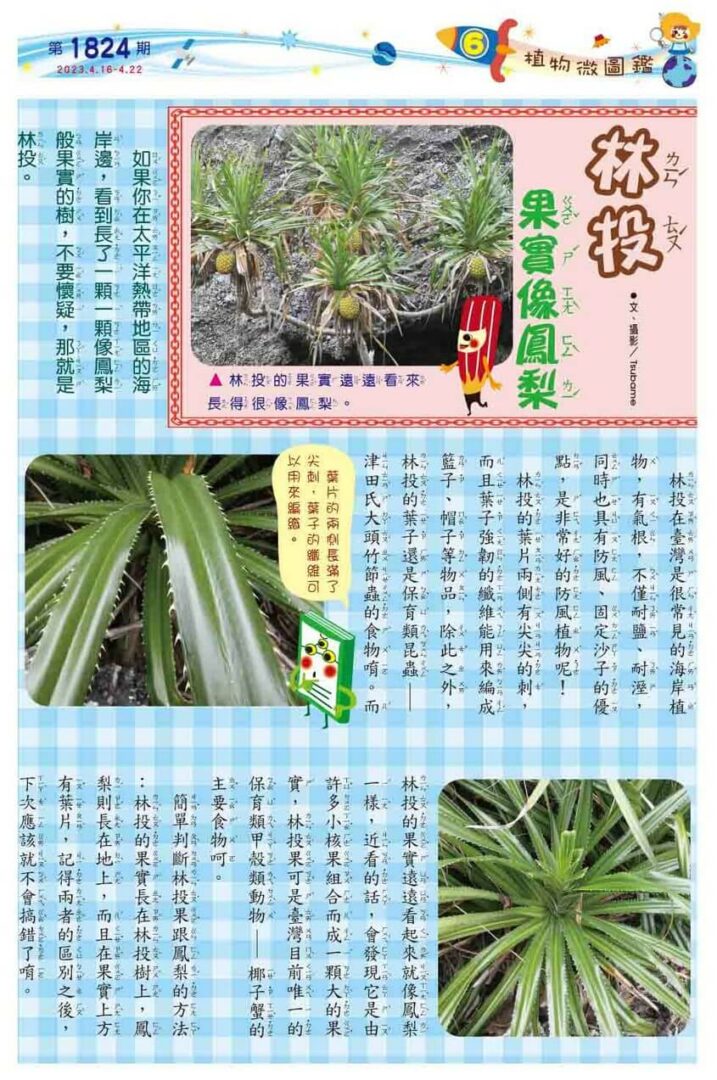 6　植物微圖鑑　林投　果實像鳳梨