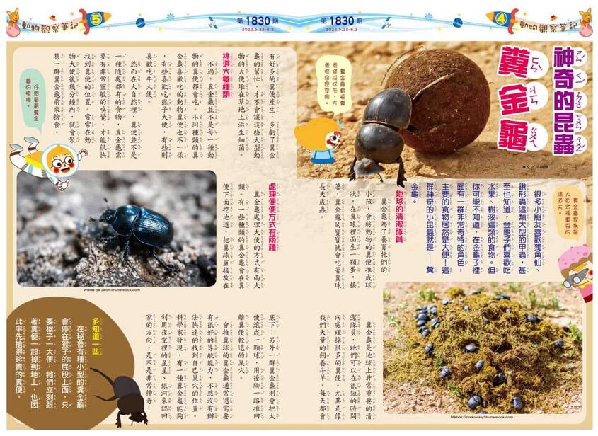 4、5　動物觀察筆記　神奇的昆蟲  糞金龜