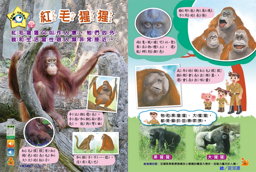 我認識‧可愛的動物-紅毛猩猩