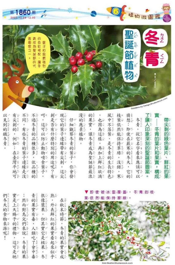 6 植物微圖鑑 冬青　聖誕節植物