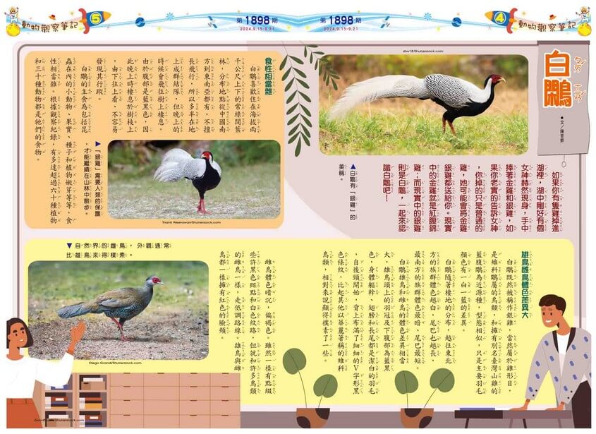 4、5 動物觀察筆記 白鷴