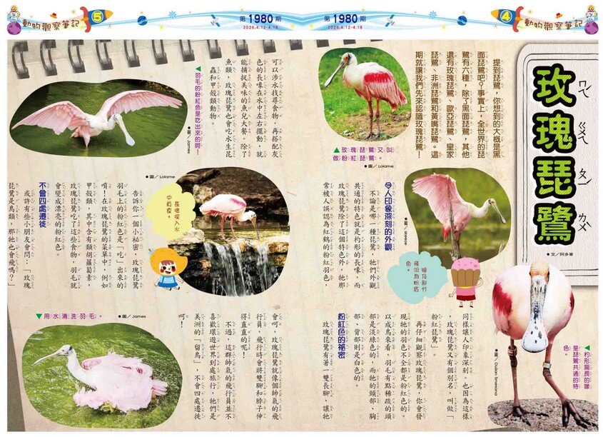 4-5 動物觀察筆記 玫瑰琵鷺