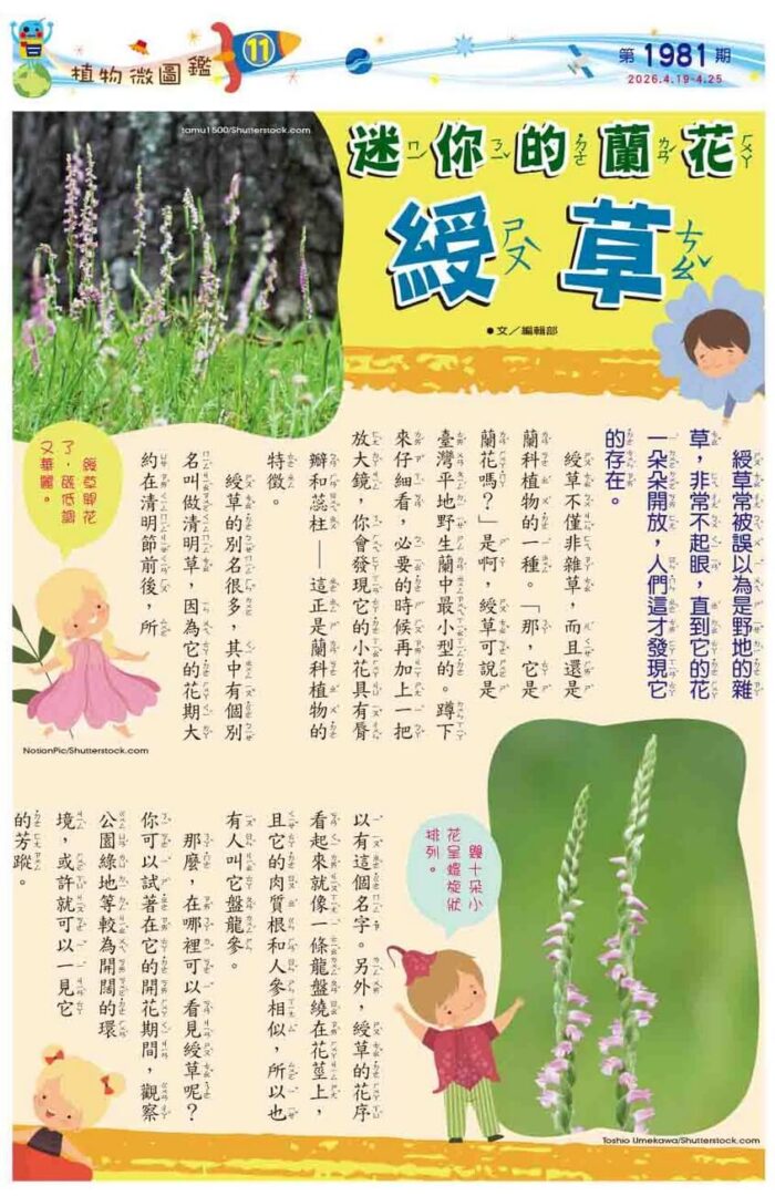 11 植物微圖鑑 迷你的蘭花 綬草