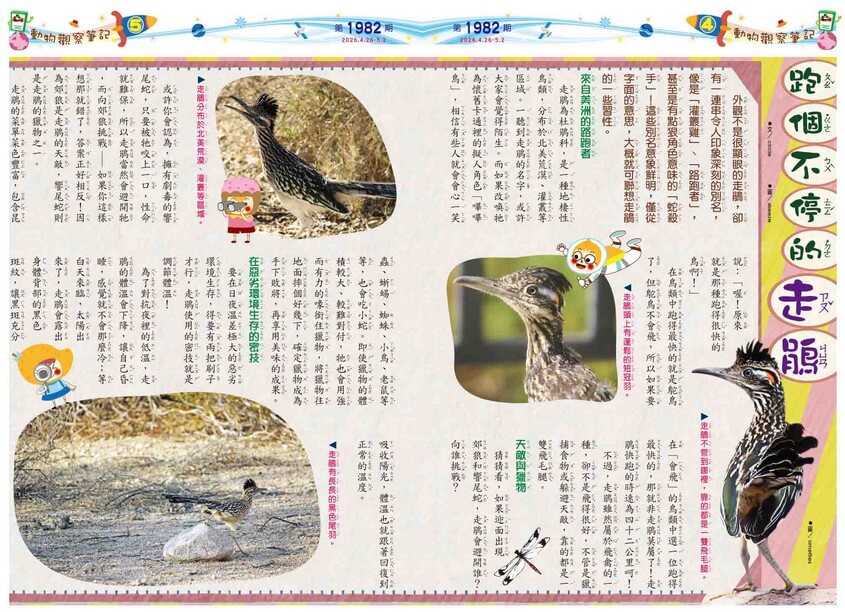 4-5 動物觀察筆記 跑個不停的走鵑