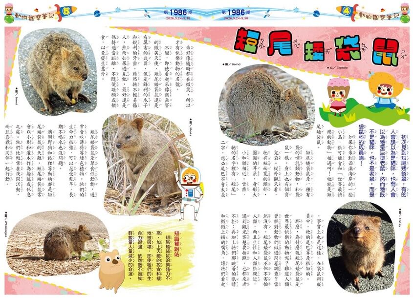 4-5 動物觀察筆記 短尾矮袋鼠